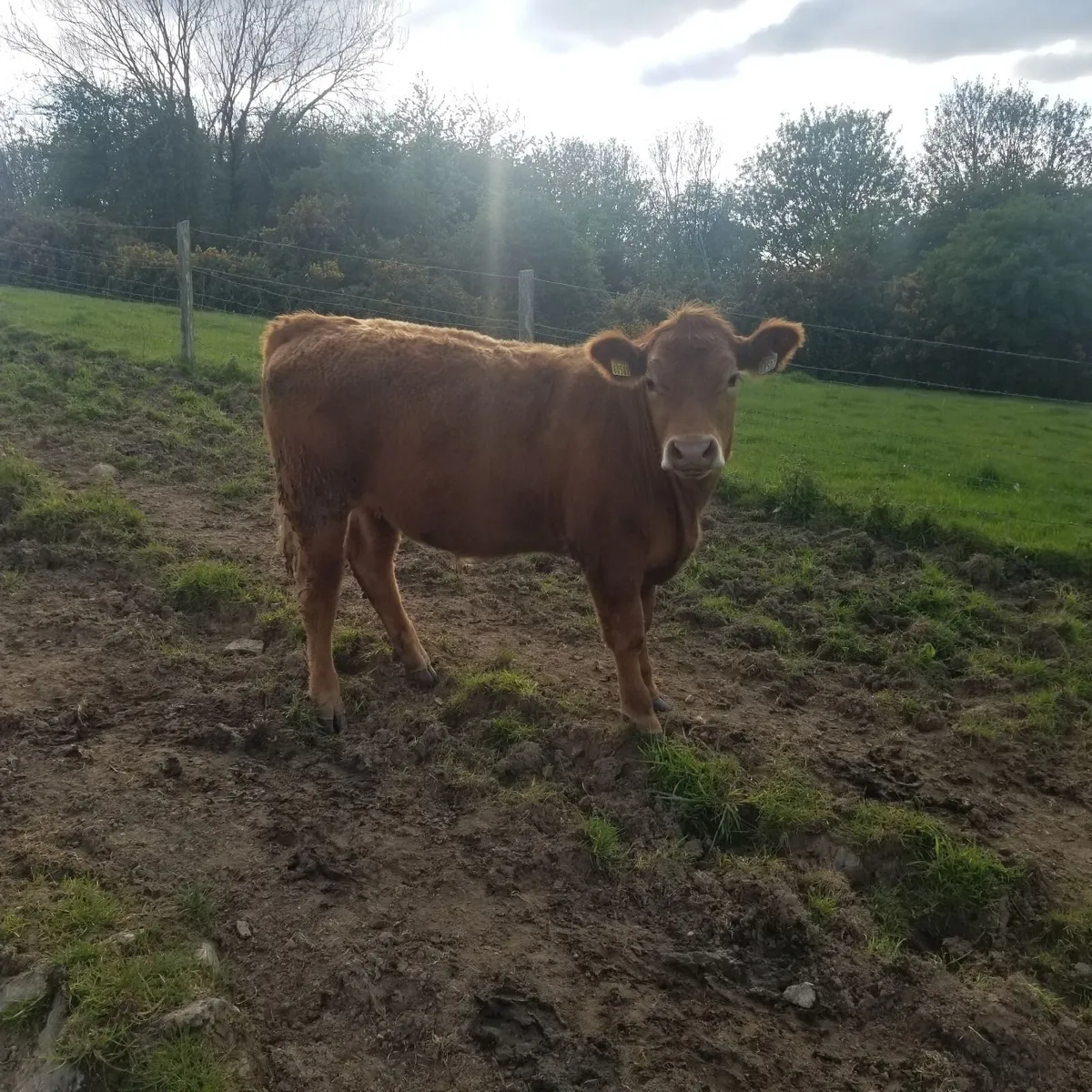 Organic yearlings - Image 1