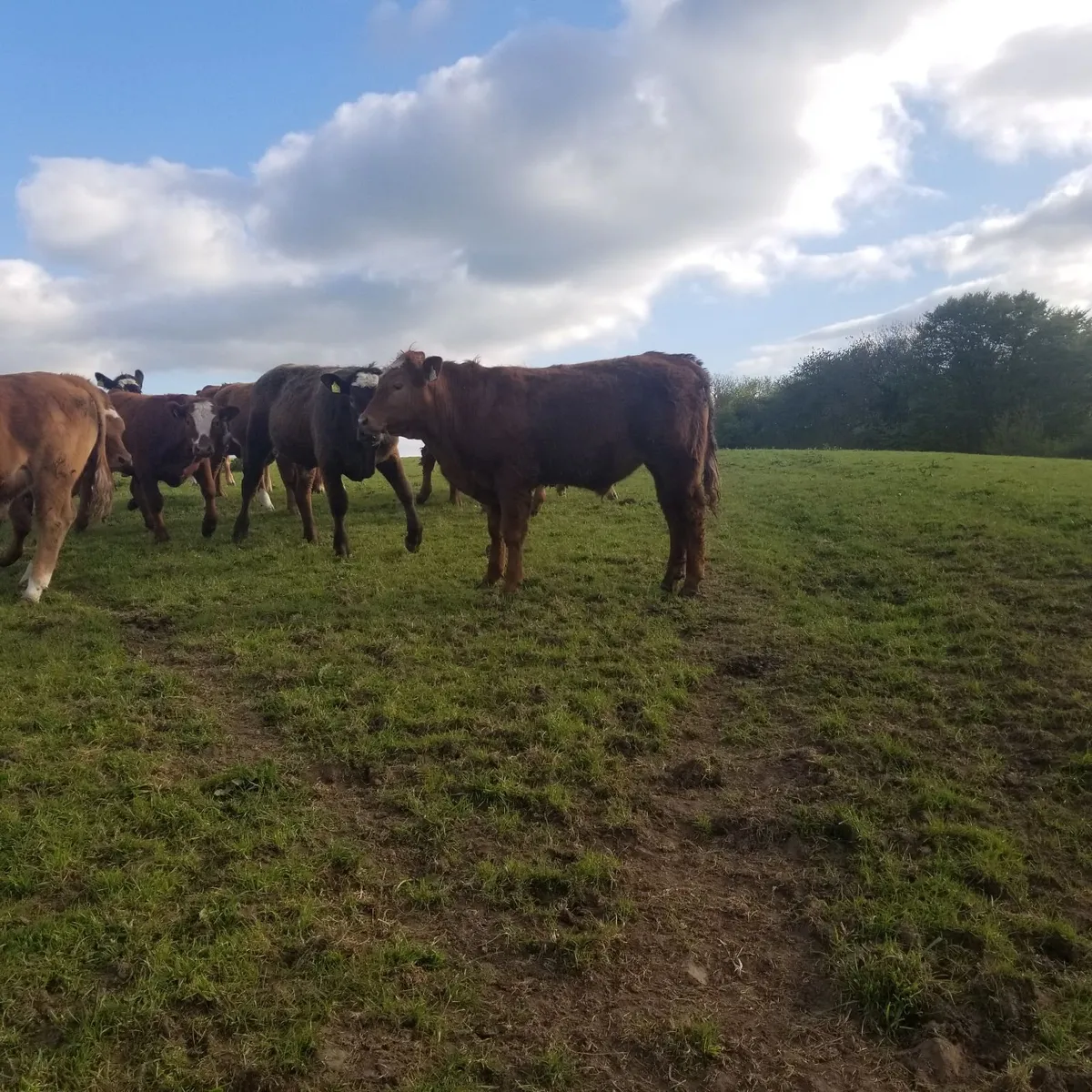 Organic yearlings - Image 2