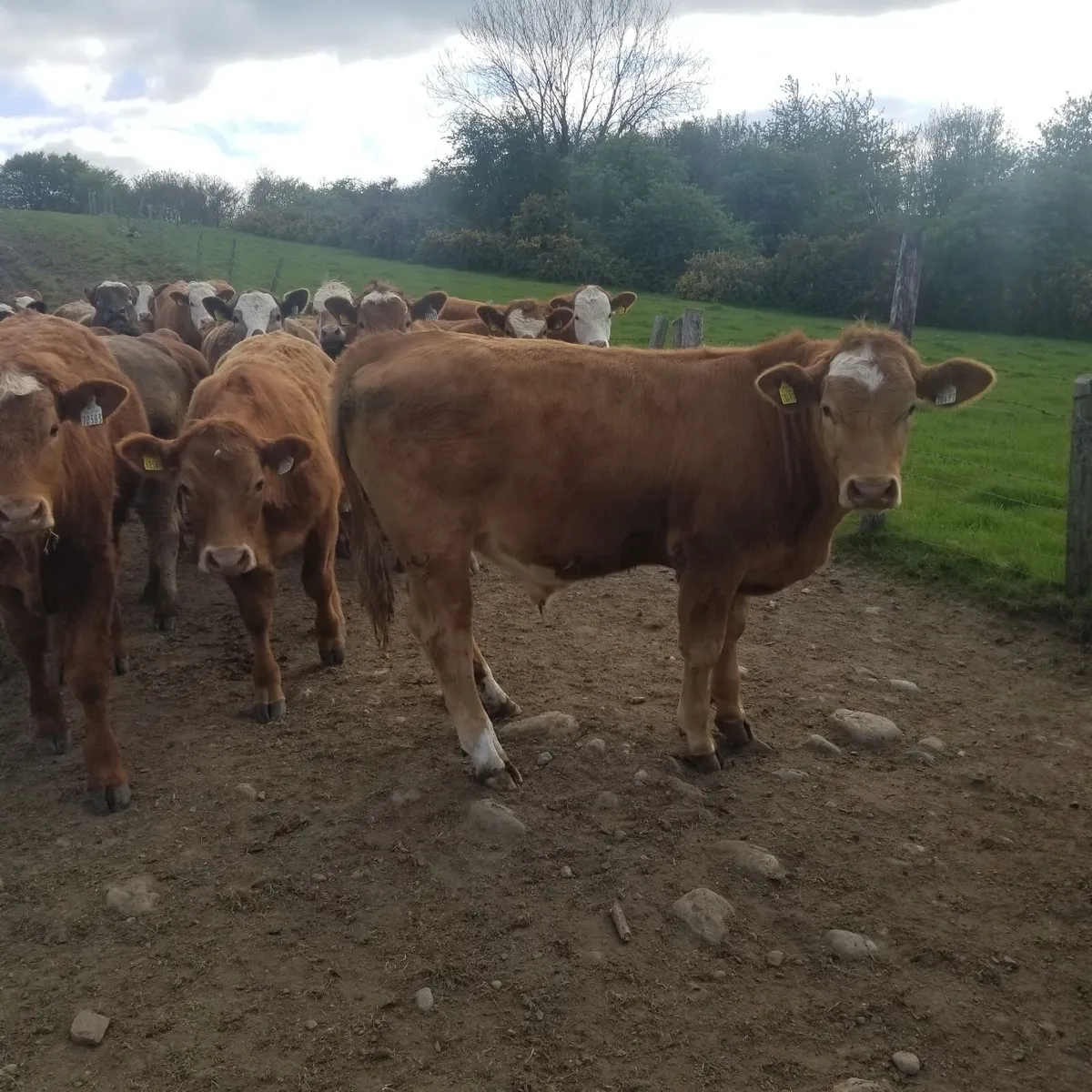 Organic yearlings - Image 3