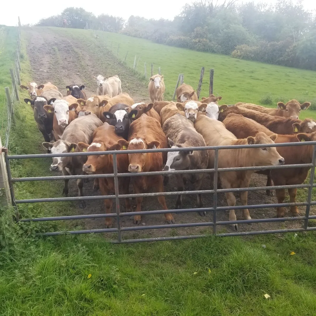 Organic yearlings - Image 4