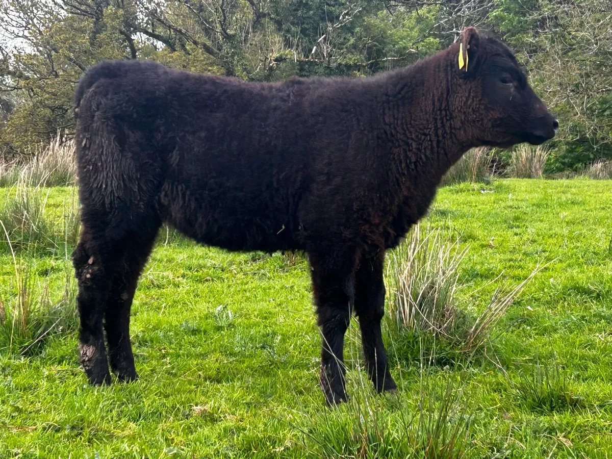 Full Bred Angus Heifer Weanling 4 Stars - Image 2