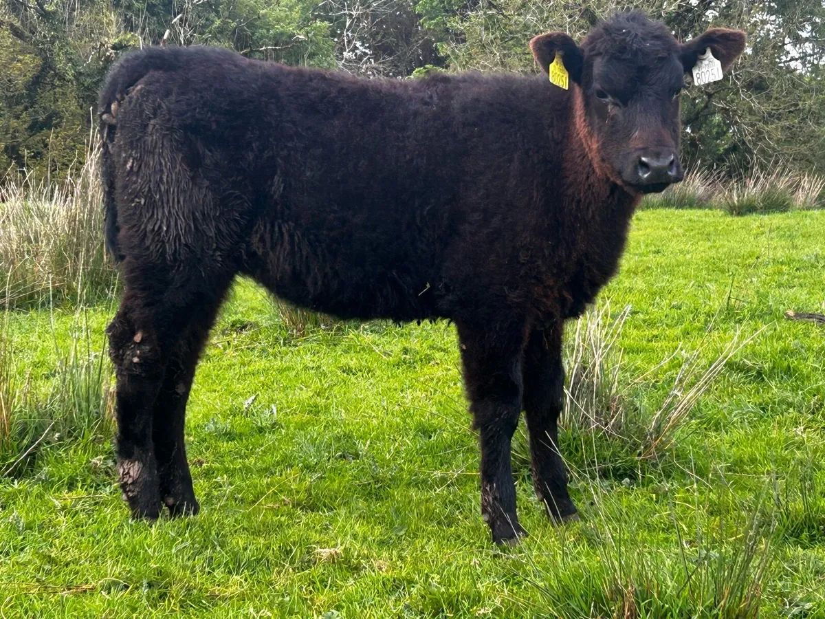 Full Bred Angus Heifer Weanling 4 Stars - Image 3