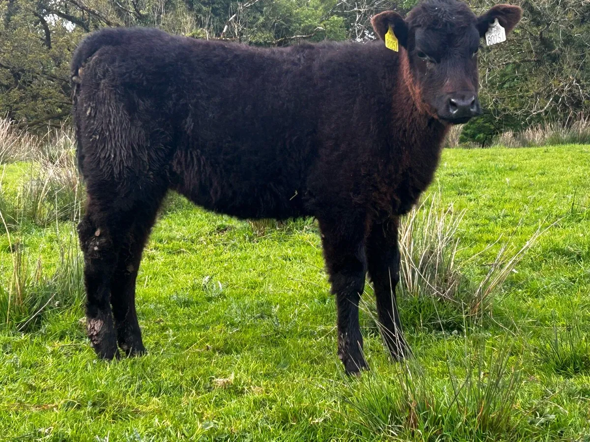 Full Bred Angus Heifer Weanling 4 Stars - Image 4