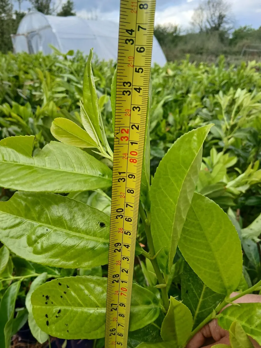 INSTANT LAUREL HEDGING JUST UNDER 3 FEET TALL - Image 1