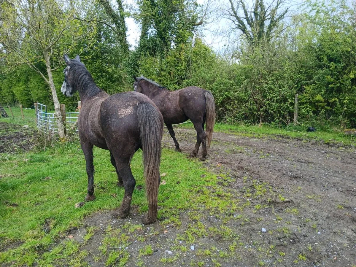 2 fillies - Image 3