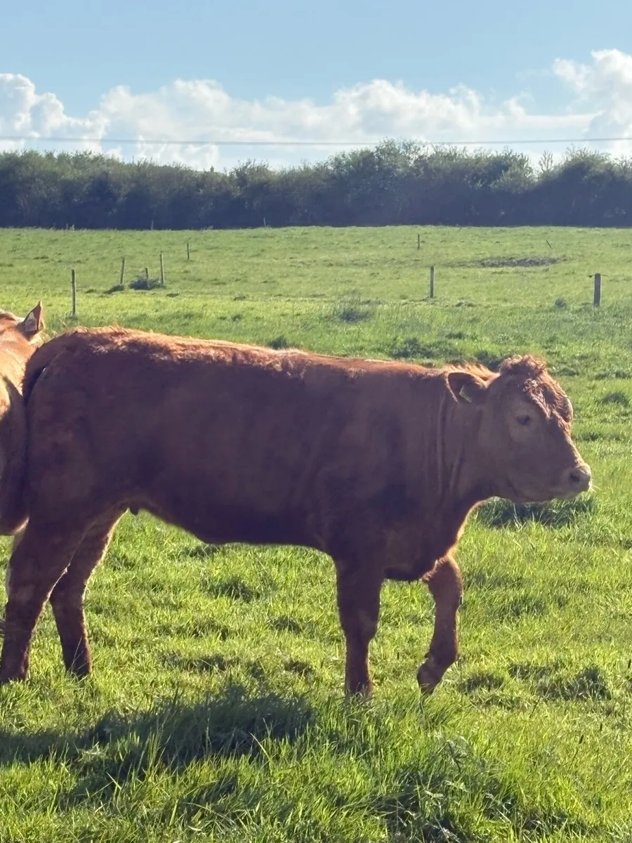 5 limousin heifers ORGANIC - Image 1