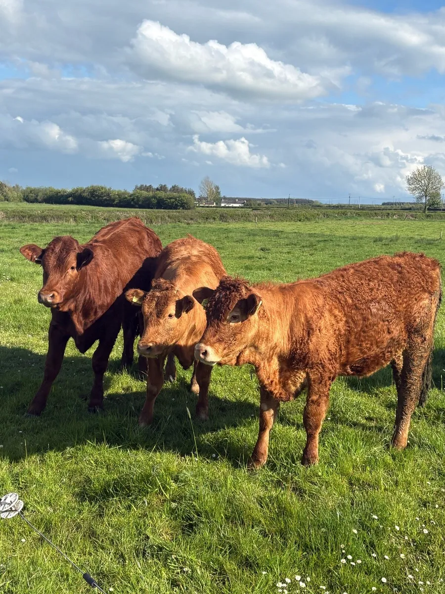 5 limousin heifers ORGANIC - Image 2