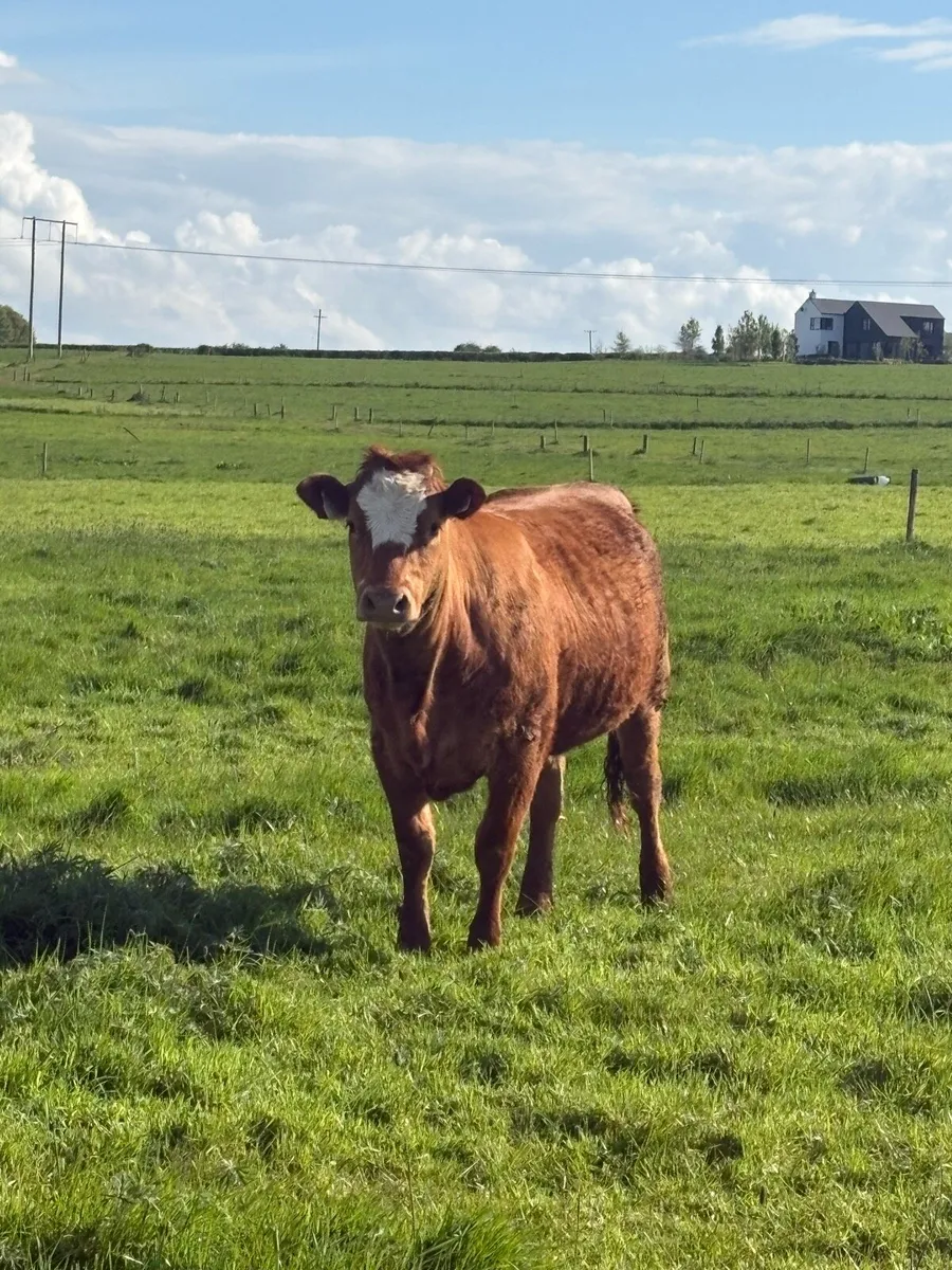 5 limousin heifers ORGANIC - Image 3