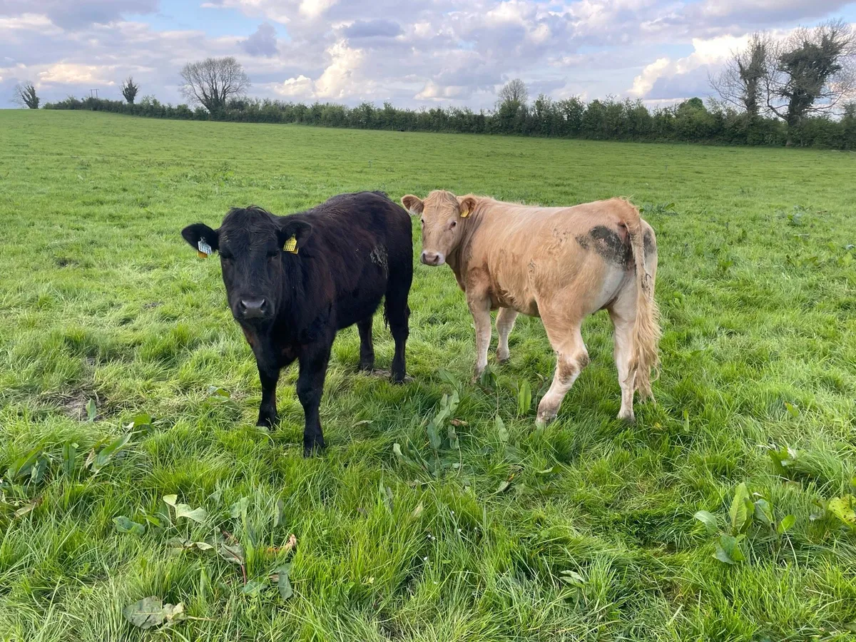 Organic Weanlings  for Roscommon mart - Image 3