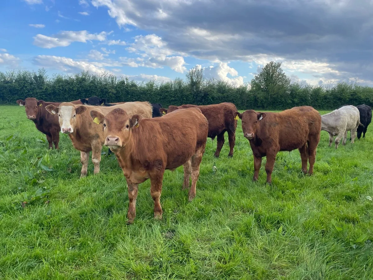 Organic Weanlings  for Roscommon mart - Image 4