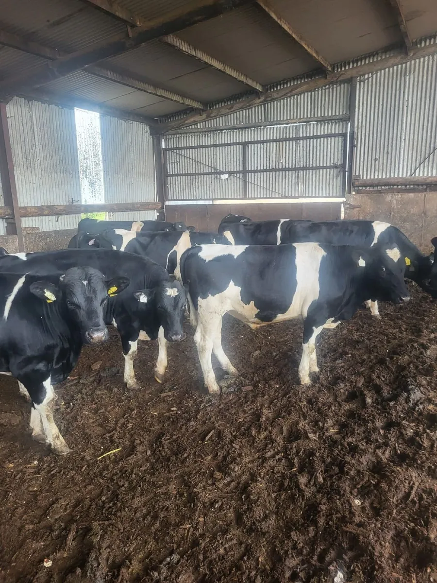 Friesan Bulls - Image 2