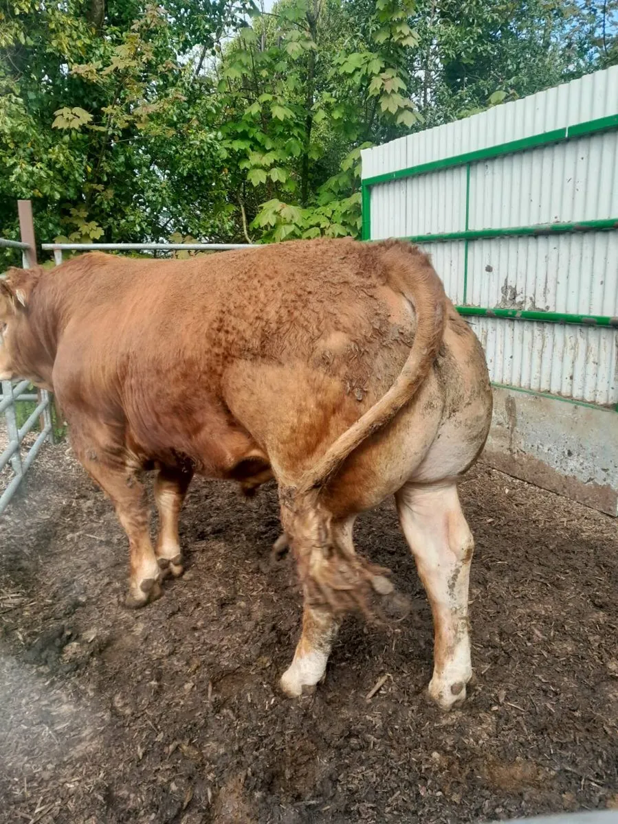 Pedigree Limousin Bull - Image 4