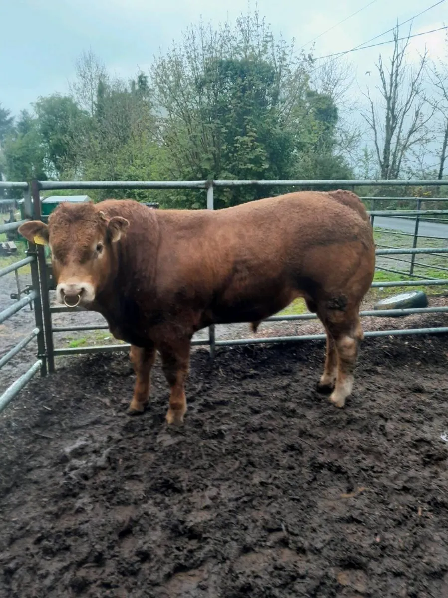 Pedigree Limousin Bull - Image 1