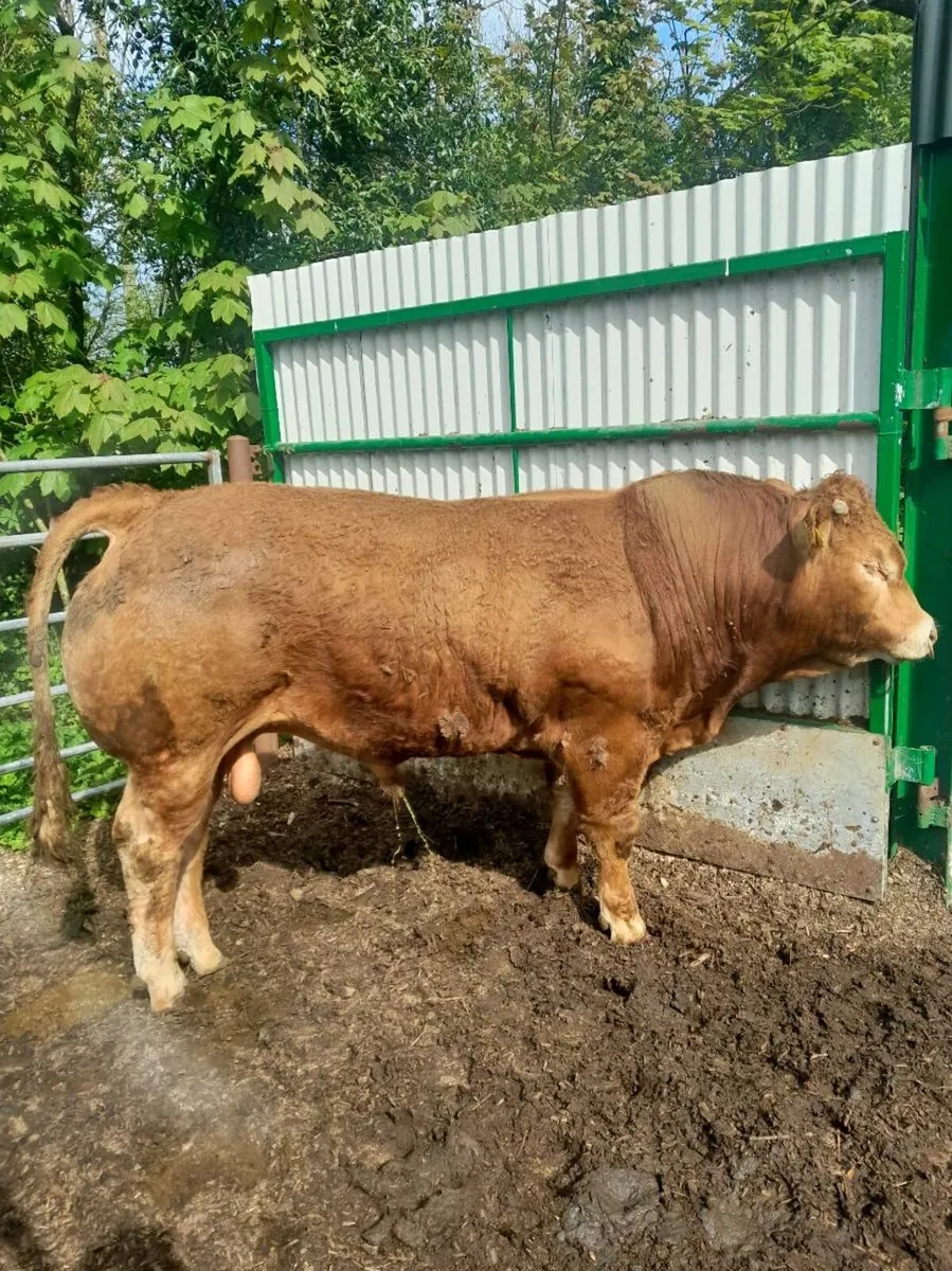 Pedigree Limousin Bull - Image 2