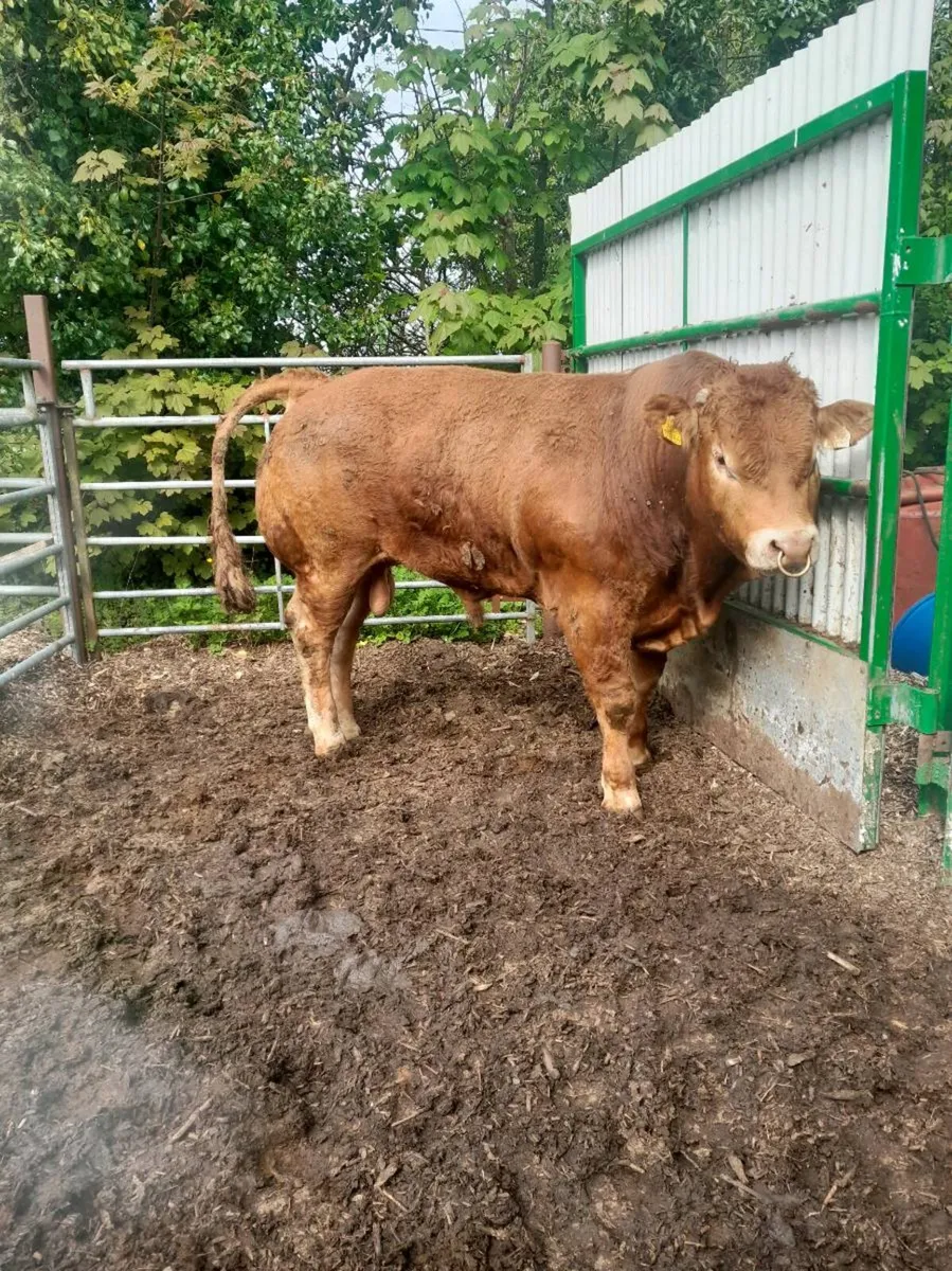 Pedigree Limousin Bull - Image 3