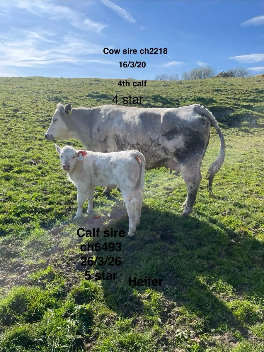 Suckler cows - Image 1