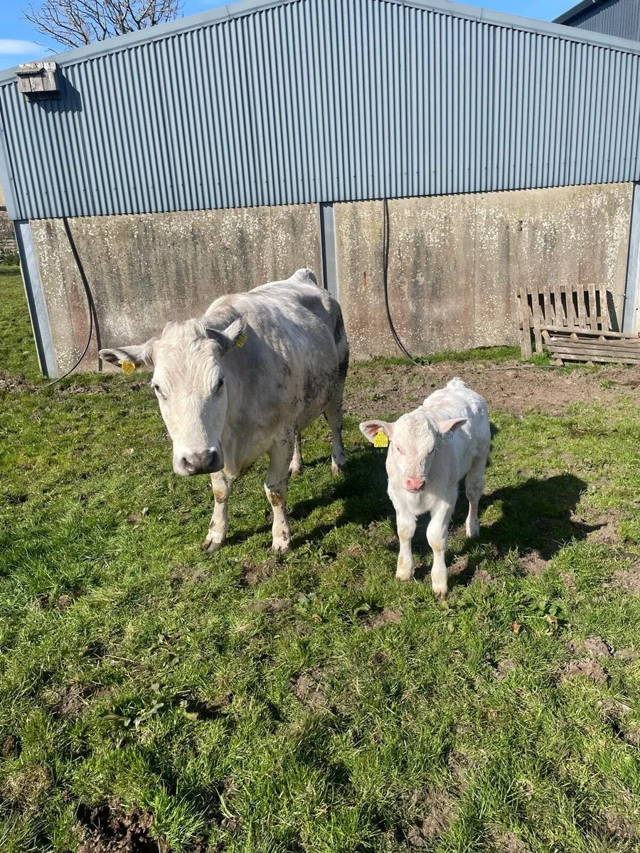 Suckler cows - Image 2