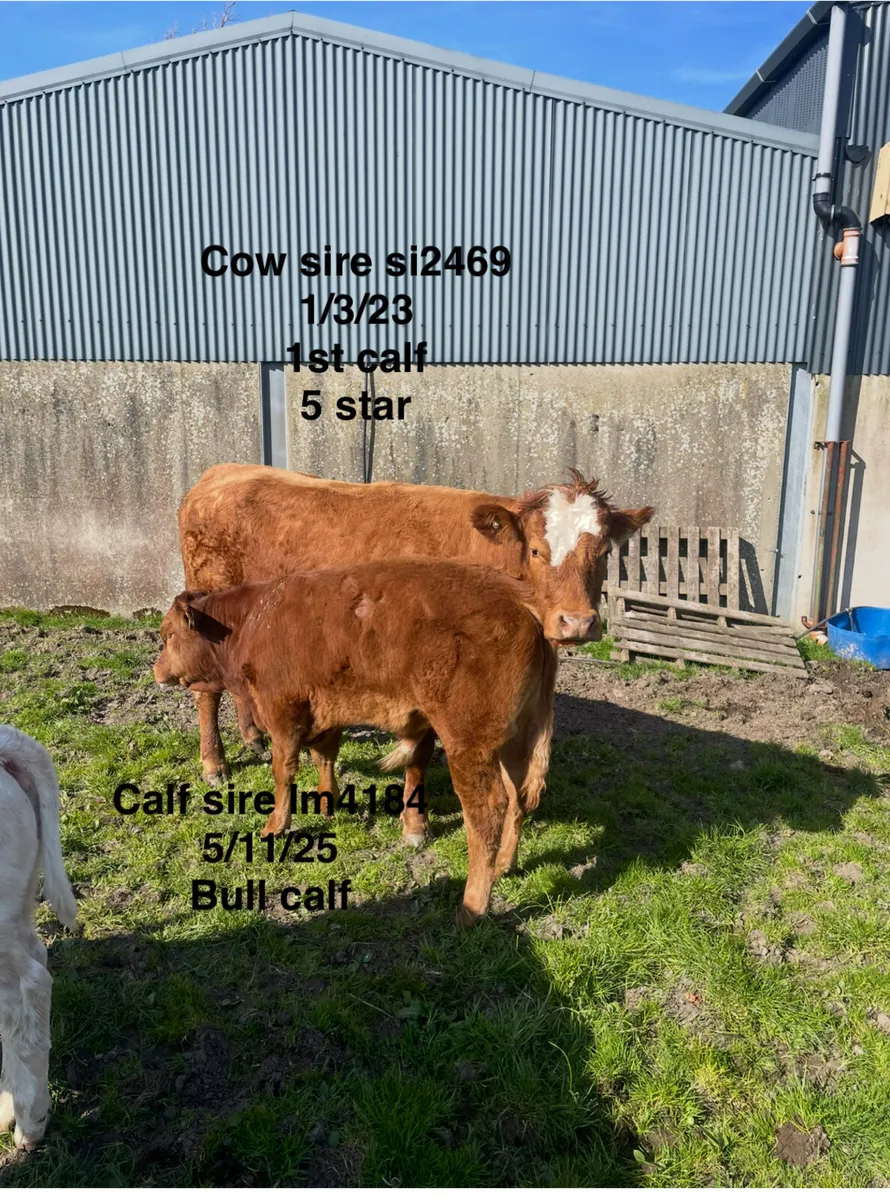 Suckler cows - Image 4