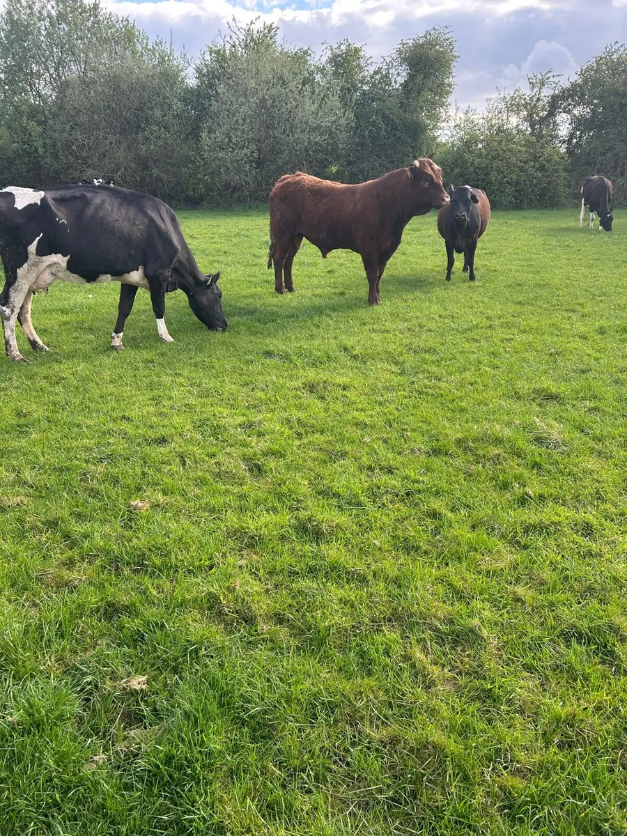 SALOR BULL - Image 1