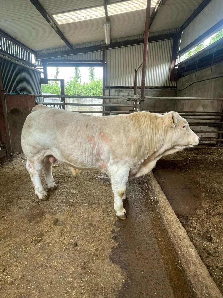 Charolais Bull - Image 3