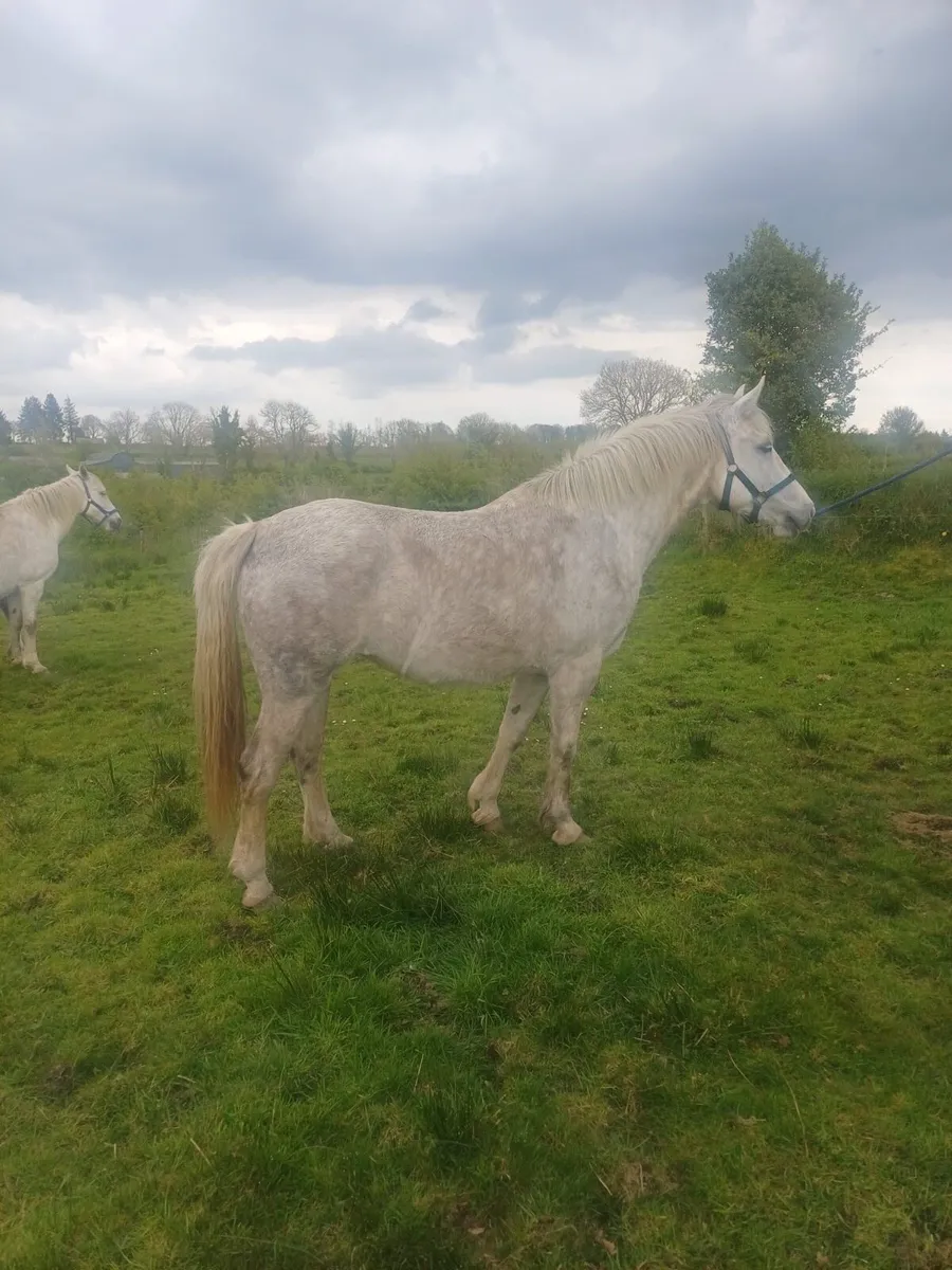 Horse - Image 1