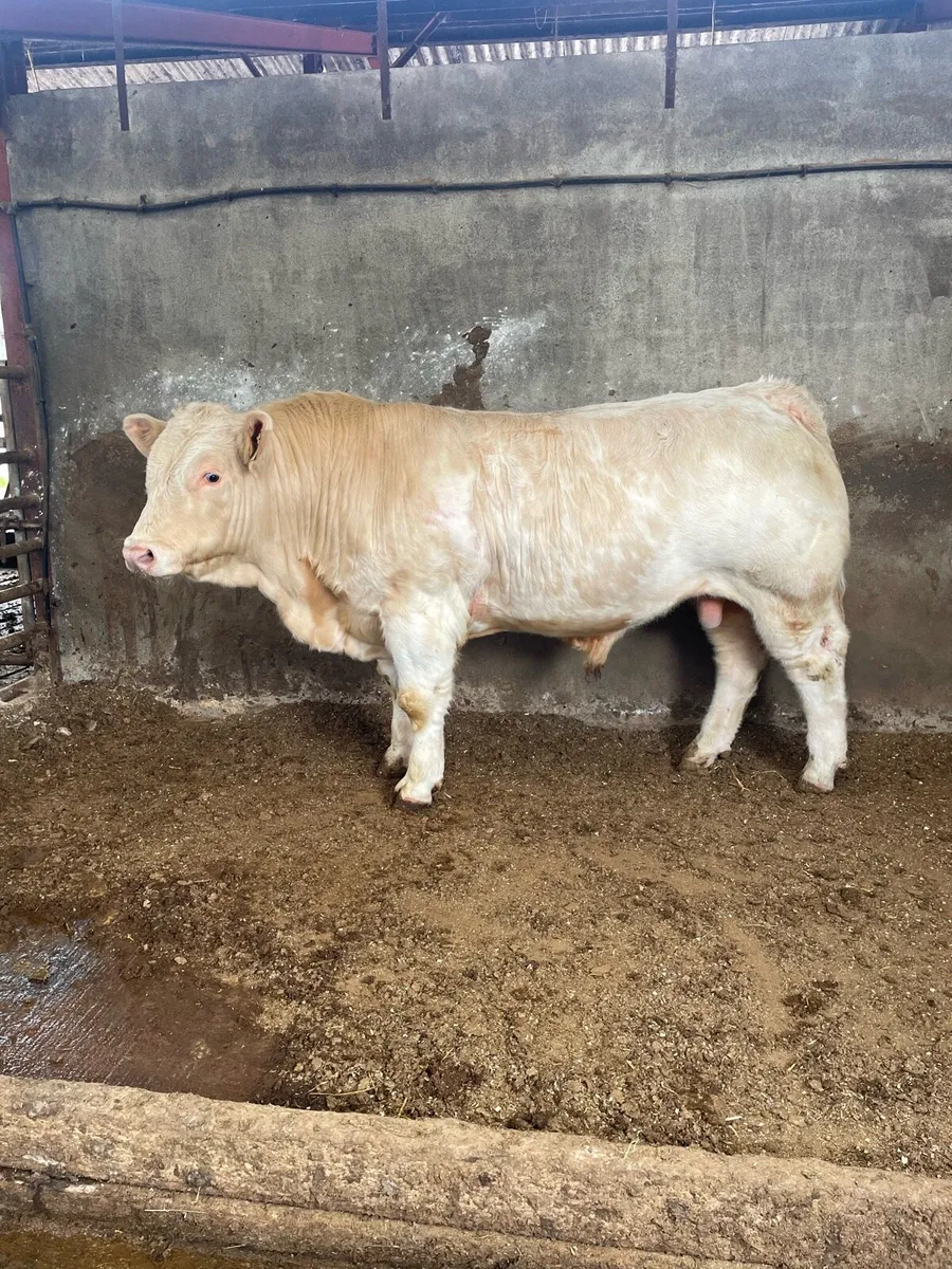 Charolais Bull - Image 1