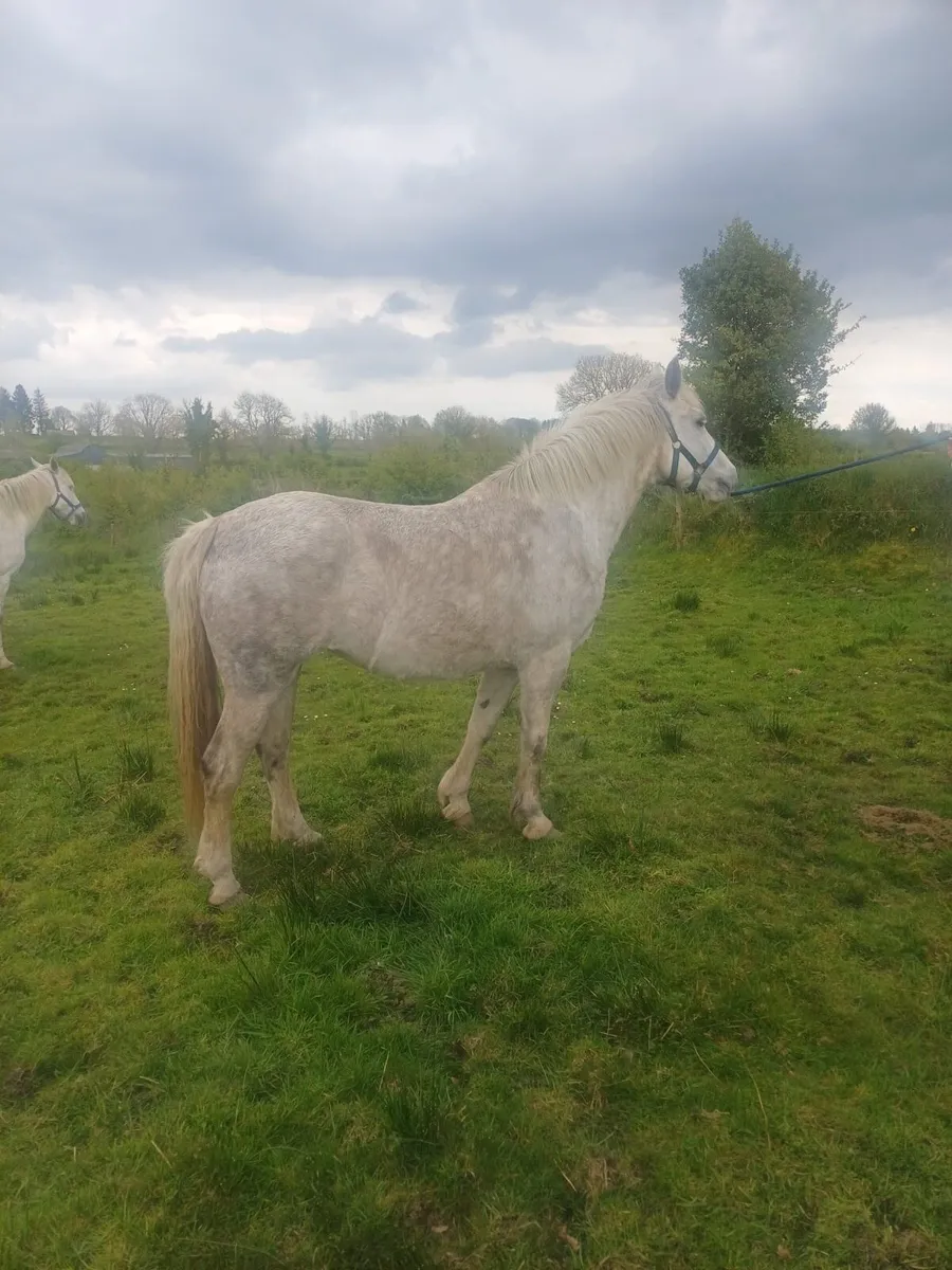 Horse - Image 2
