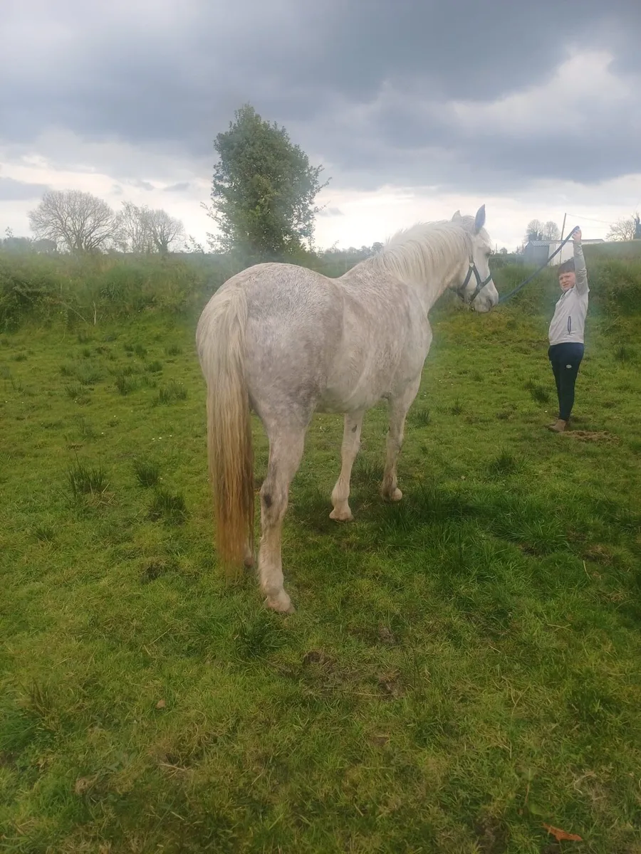 Horse - Image 3