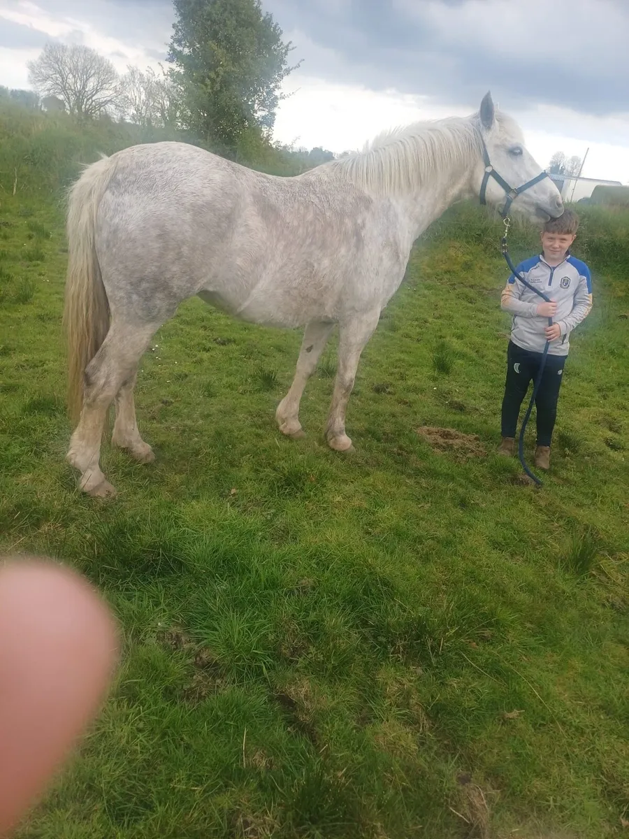 Horse - Image 4