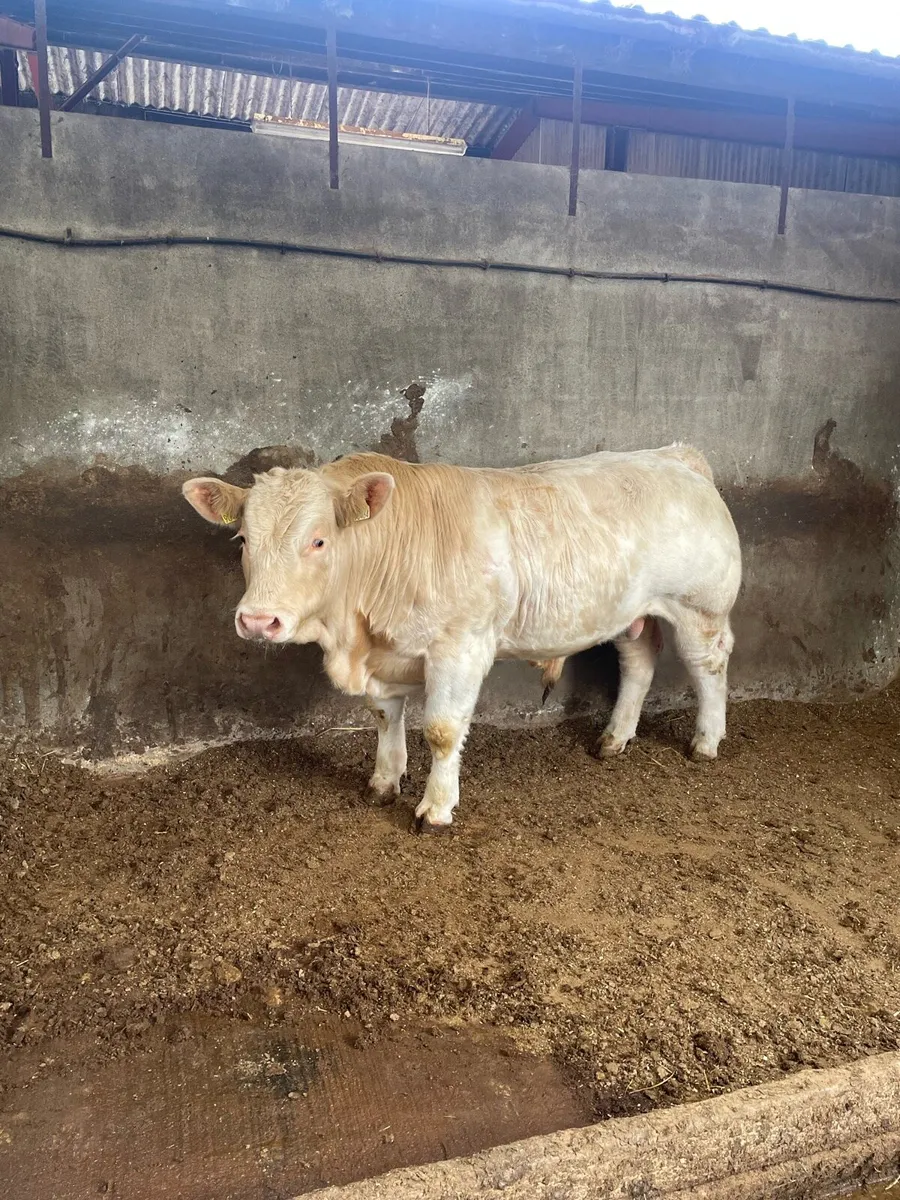 Charolais Bull - Image 2