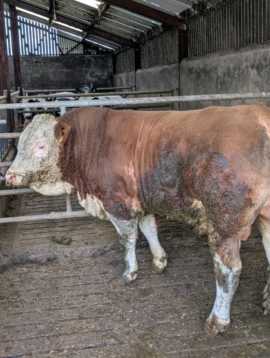 Super Pedigree SIMMENTAL Bull - Image 2