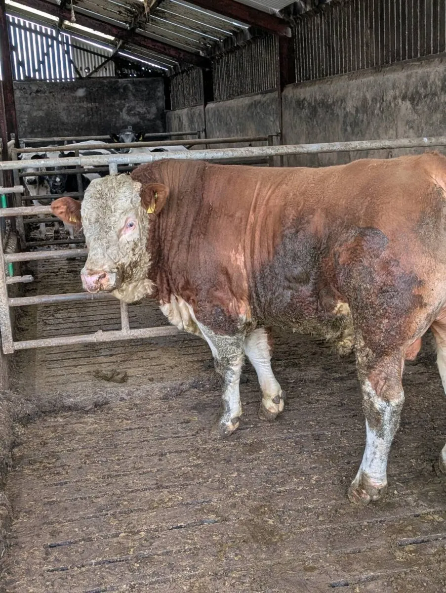 Super Pedigree SIMMENTAL Bull - Image 3
