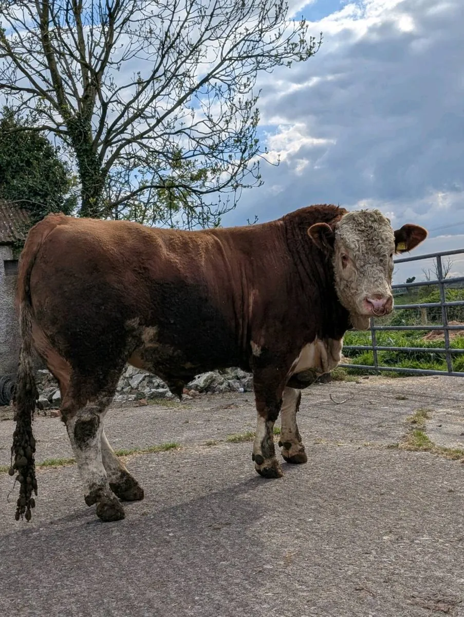 Super Pedigree SIMMENTAL Bull - Image 1