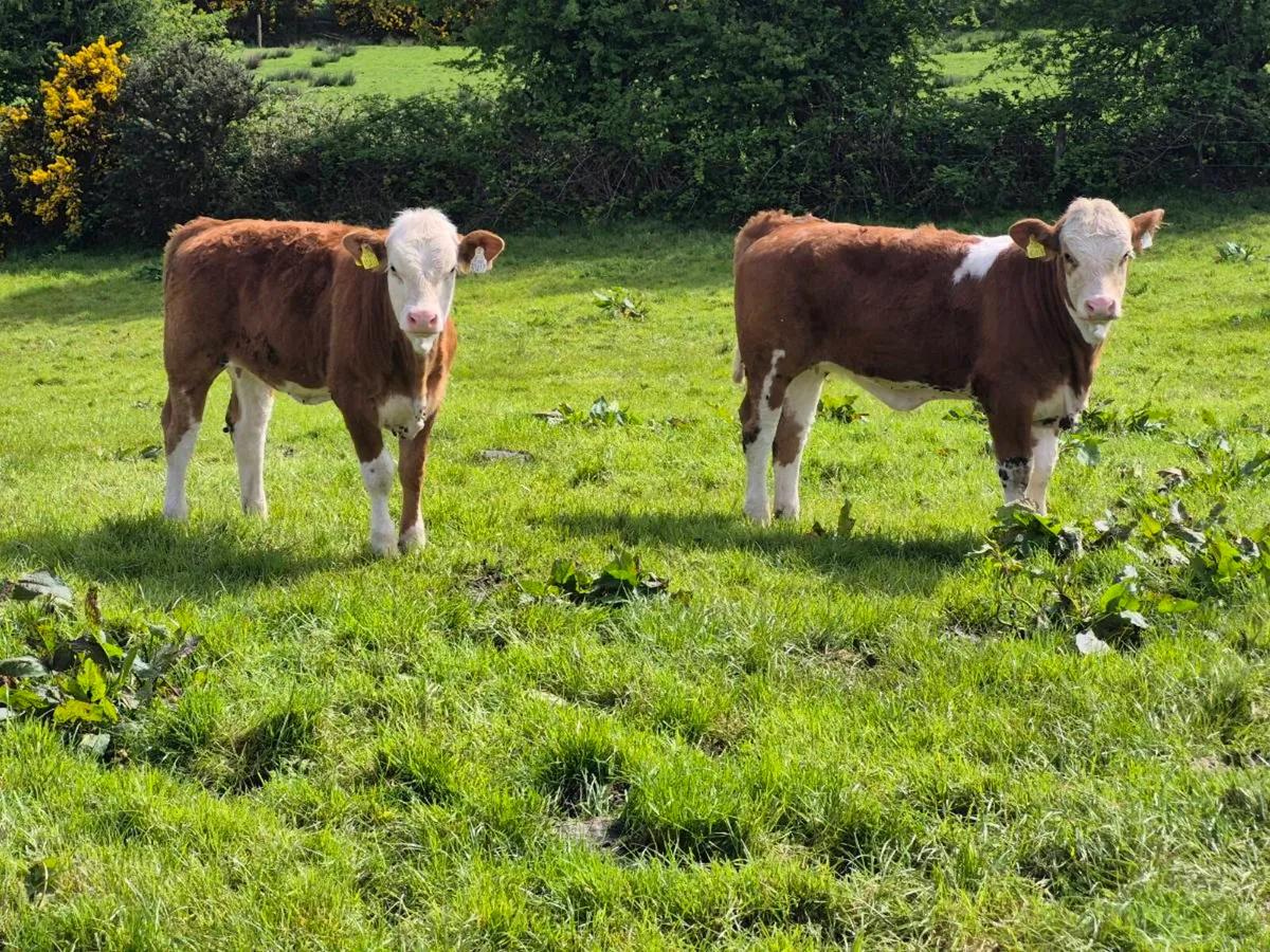 FULLY POLLED SIMMENTAL BULLS AND HEIFERS - Image 1