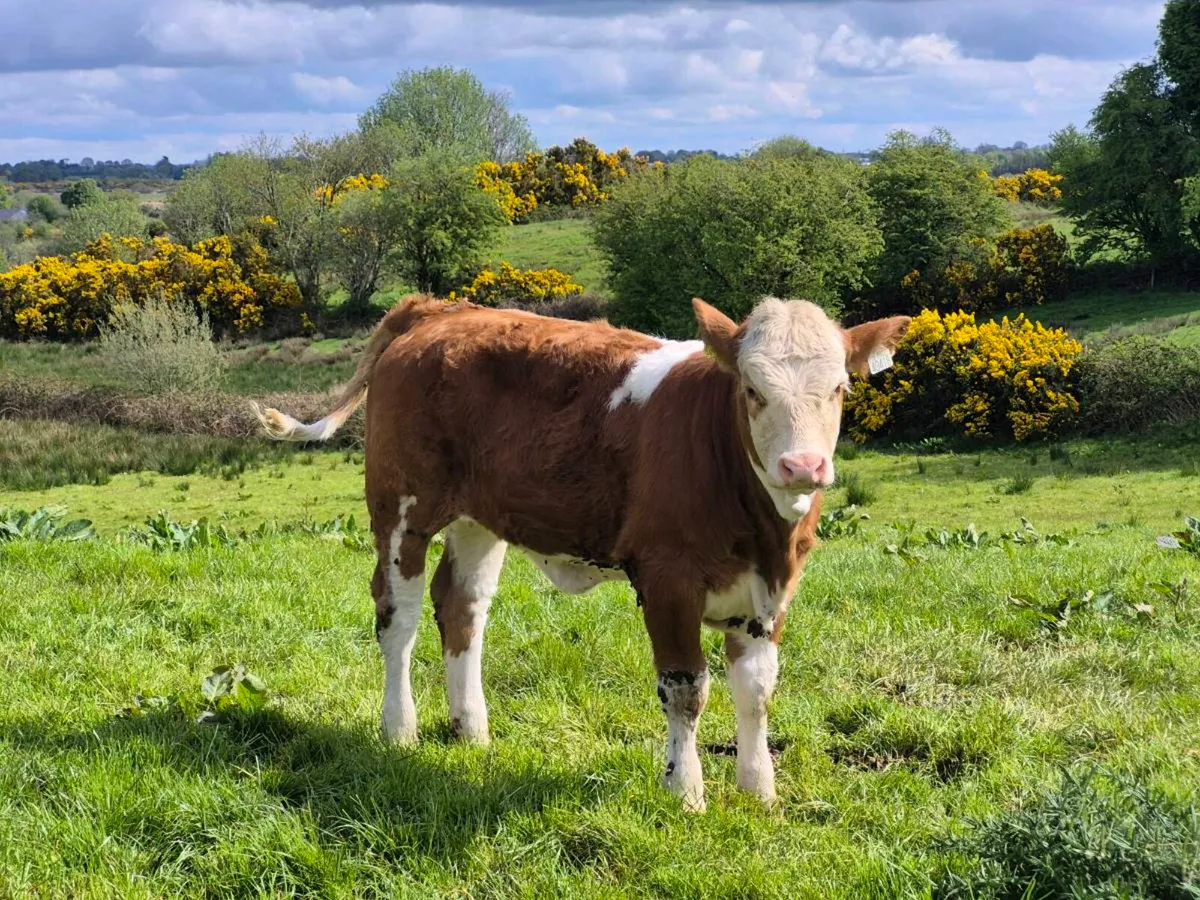FULLY POLLED SIMMENTAL BULLS AND HEIFERS - Image 3