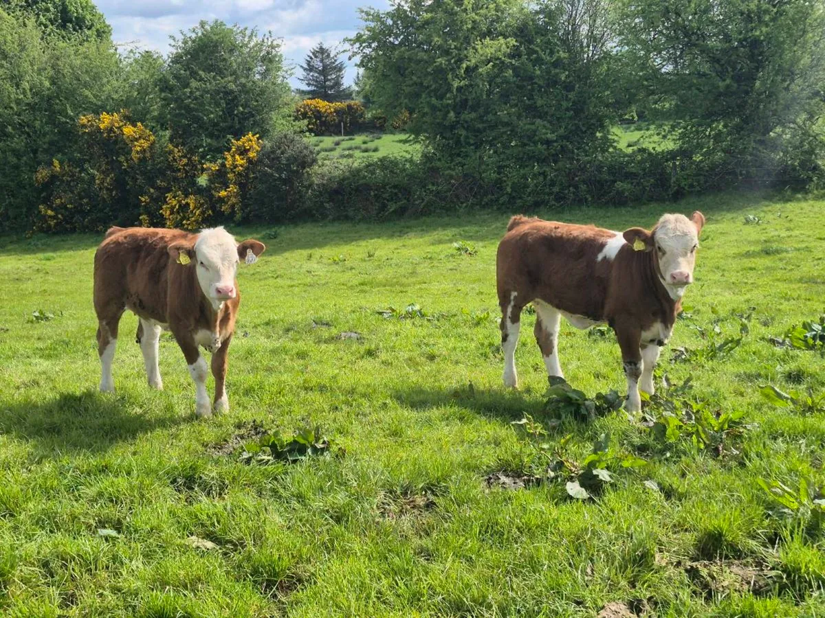 FULLY POLLED SIMMENTAL BULLS AND HEIFERS - Image 2
