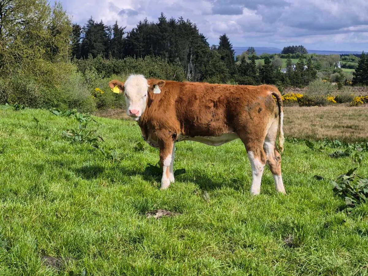 FULLY POLLED SIMMENTAL BULLS AND HEIFERS - Image 4