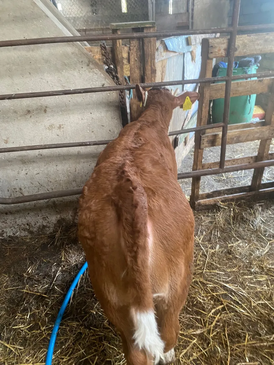 Smashing heifers - Image 3