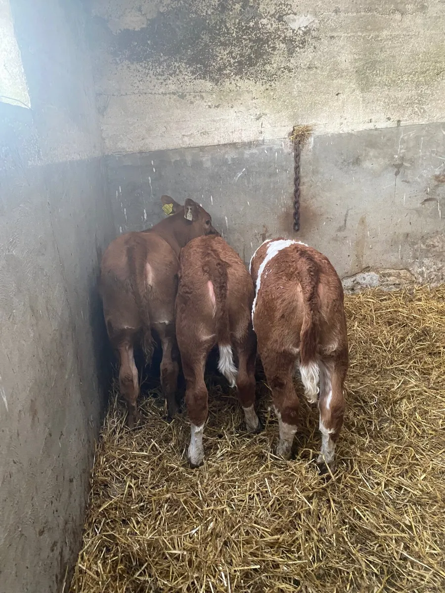 Smashing heifers - Image 1