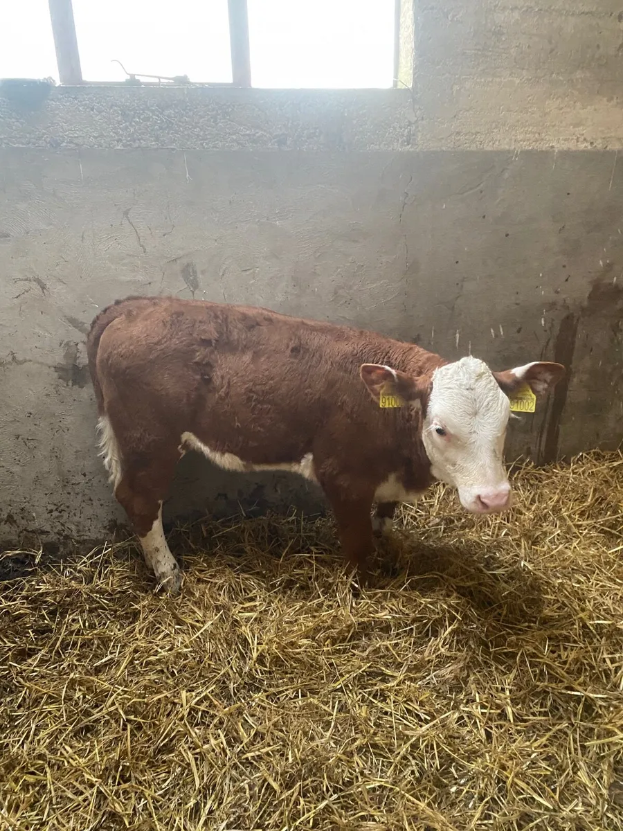 Smashing heifers - Image 2