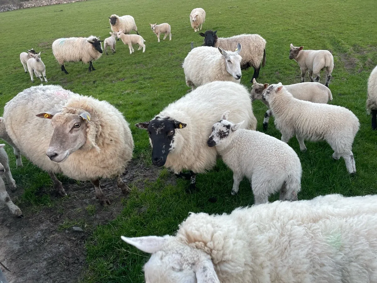 Ewes with lambs - Image 1