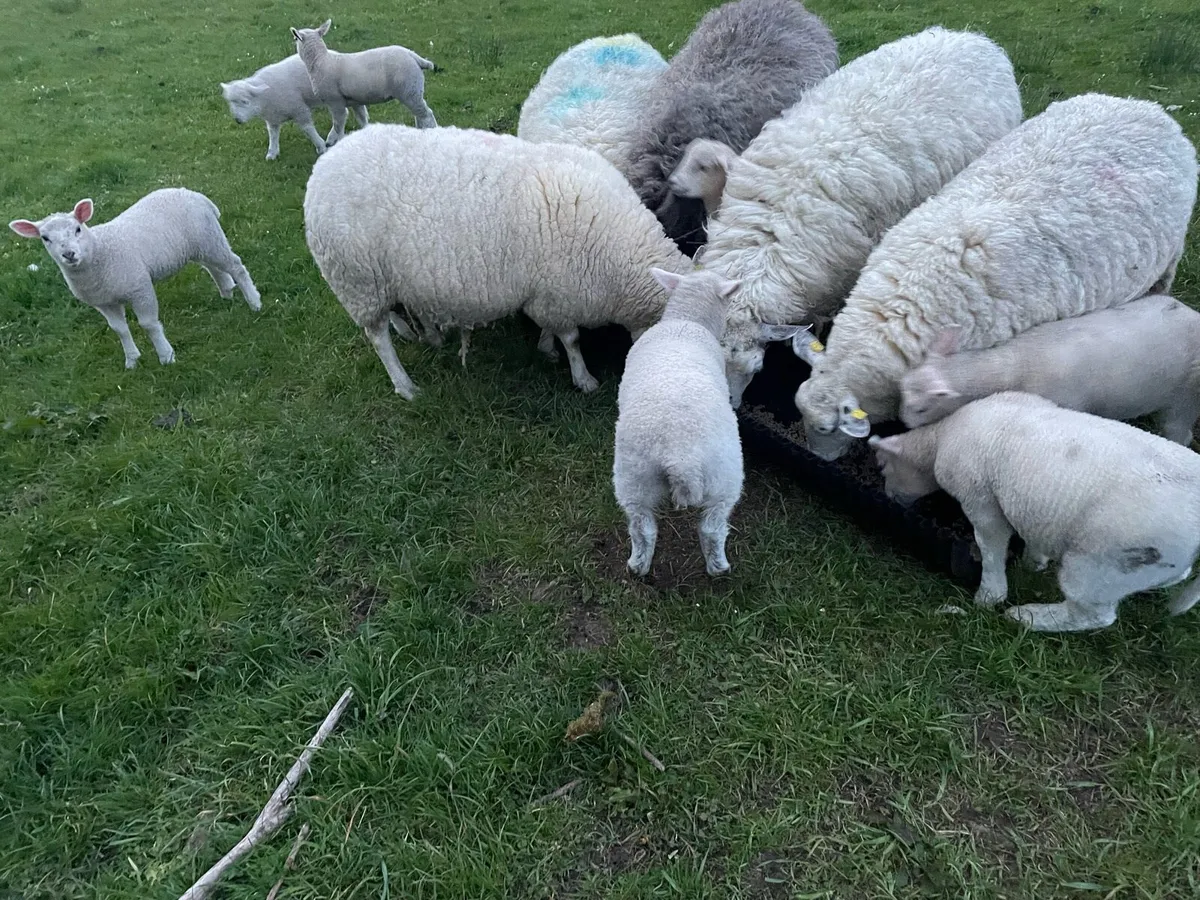 Ewes with lambs - Image 2