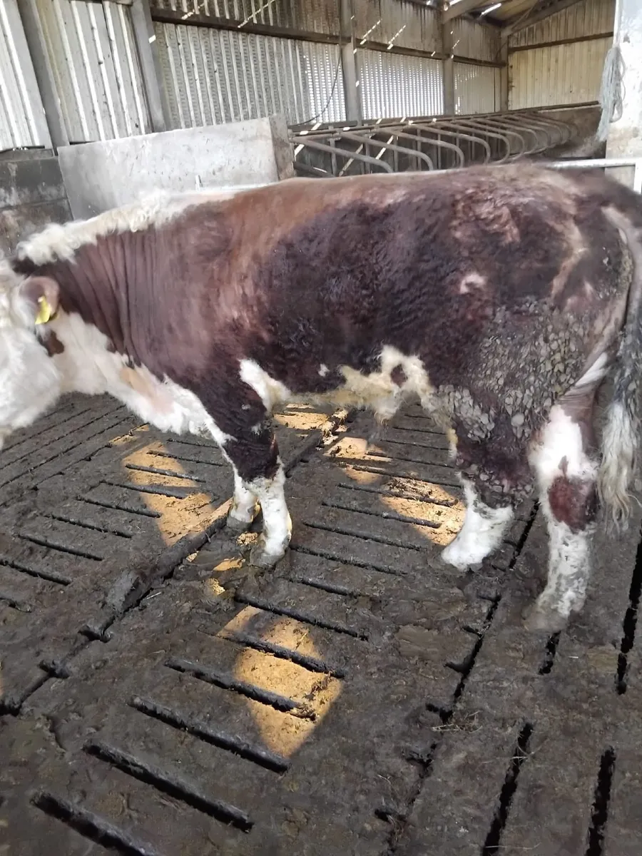 HE BULL - Image 2