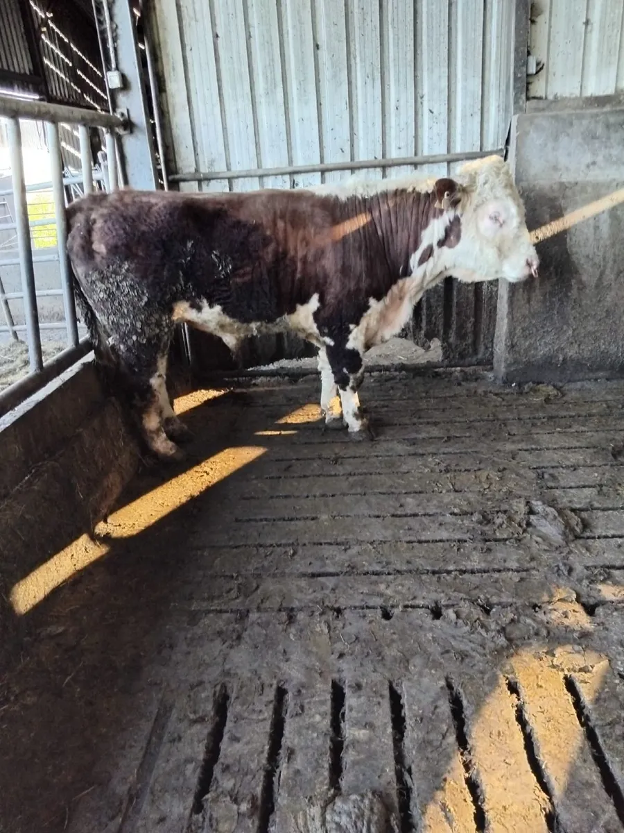 HE BULL - Image 4