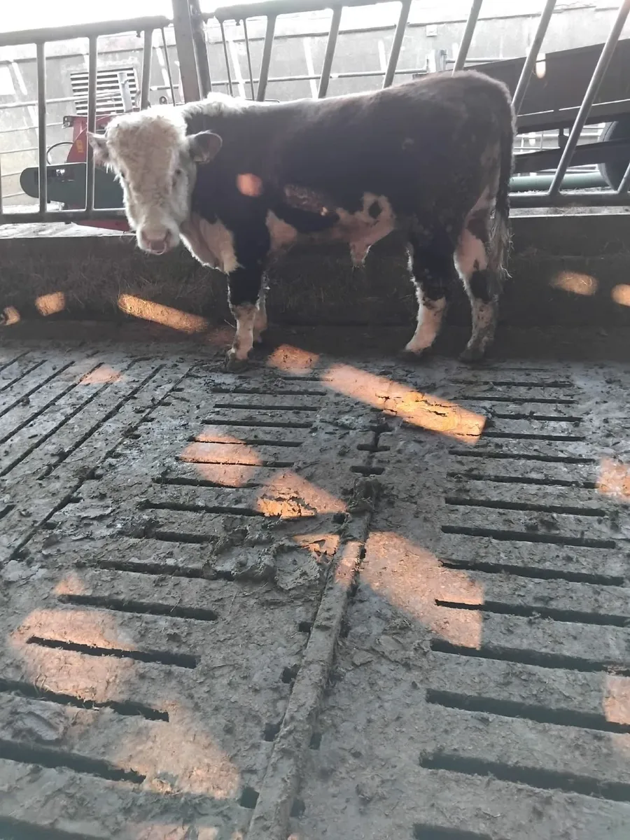 HE BULL - Image 3
