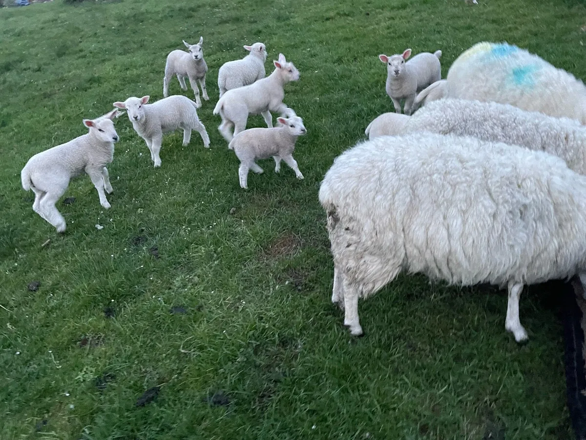 Ewes with lambs - Image 3