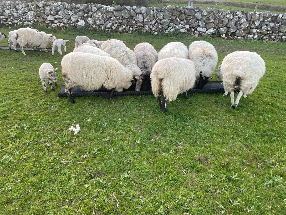 Ewes with lambs - Image 4