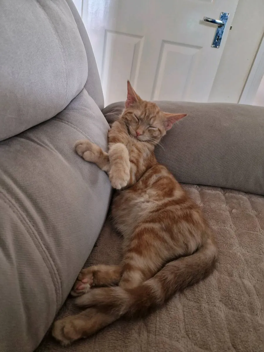 Young sweet cat (Male) - Image 4