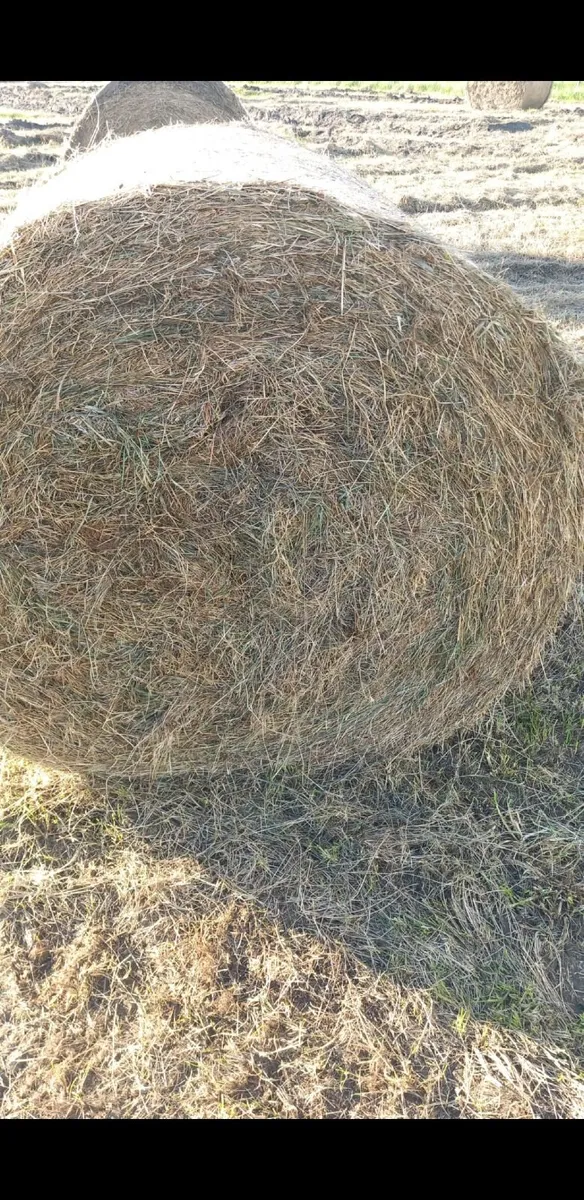 Free Round Bales - Image 2