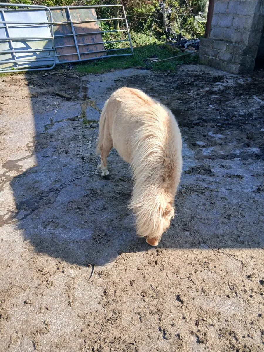 Fallabella colt 4yo  26inches - Image 2